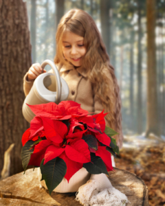 Die richtige Weihnachtsstern-Pflege sorgt für lange Freude an den Adventspflanzen. Bild: SfE.