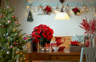 Am 12. Dezember ist der Tag des Weihnachtssterns. Er gehört seit langem für viele Menschen zur Weihnachtszeit, wie der Christbaum oder der Adventskranz. Bild: SfE.