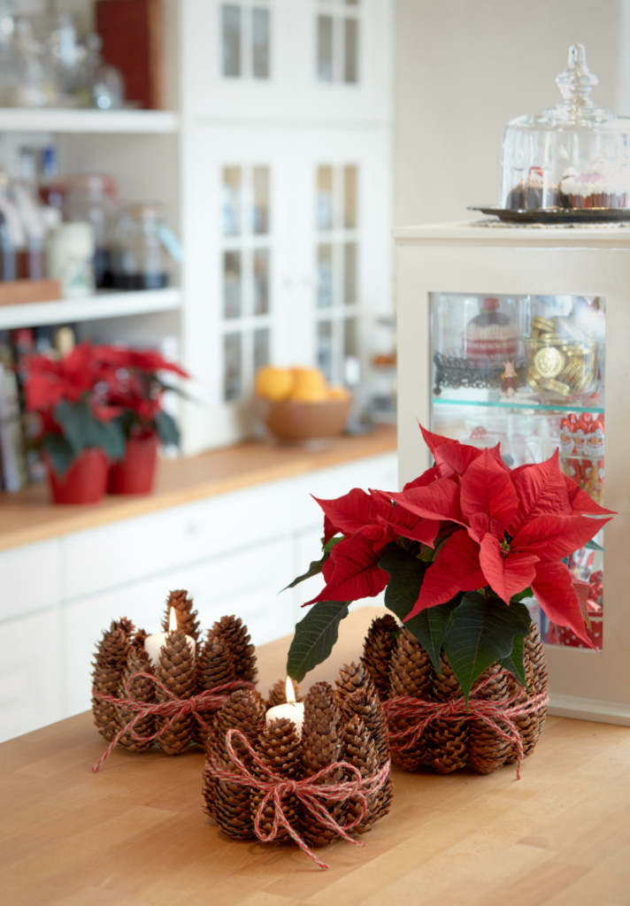 Weihnachtsstern und Kerzen im Fichtenzapfen-Glas. Bild: SfE.