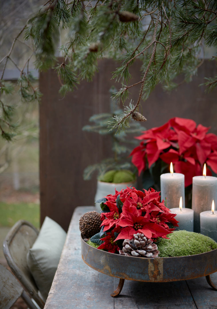 Adventsarrangement mit Weihnachtsstern-Kugel. Bild: SfE.