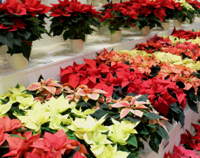 Die Weihnachtsstern-Produktion ermöglicht heute verschiedenste Züchtungen in unterschiedlichen Farben und Mustern. Hier eine Präsentationsfläche auf einer Pflanzenmesse. Bild: ©di.